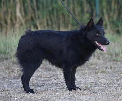 Étalon Schipperke - Shipie De La Lignée Royale