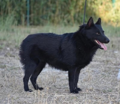 Étalon Schipperke - Shanel De La Lignée Royale