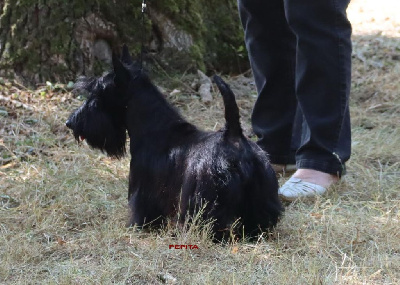 Étalon Scottish Terrier - Pepita du manoir des presles