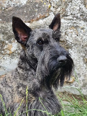 Étalon Scottish Terrier - Rhea du mont de la chenaie