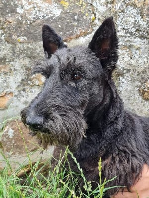 Étalon Scottish Terrier - Antares zvezdnyy dar (Sans Affixe)