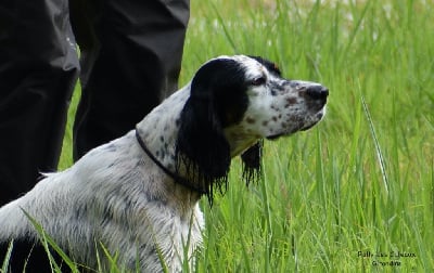 Étalon Setter Anglais - Rally Des Coteaux Girondins