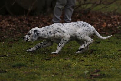 Étalon Setter Anglais - Sunday d'Isarudy