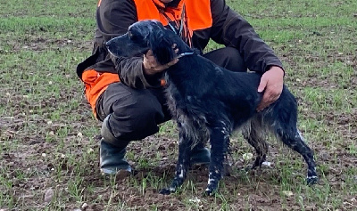 Étalon Setter Anglais - Paquita Des Monts De Guyenne