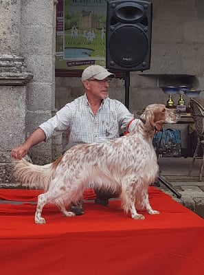 Étalon Setter Anglais - Paco de l'orée du bois roux