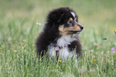 Étalon Shetland Sheepdog - Blue witch Talulla sweet ocean dreams