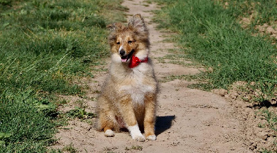 Étalon Shetland Sheepdog - T'chipie du Royaume de la Petite étoile