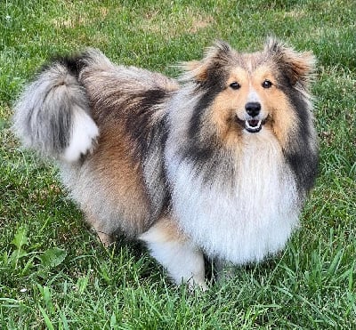 Étalon Shetland Sheepdog - Roxy du Royaume de la Petite étoile