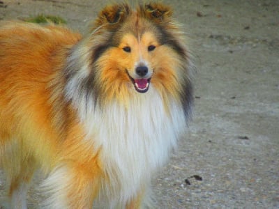 Étalon Shetland Sheepdog - Plumeti du domaine des petit'futée