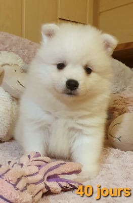 Étalon Spitz japonais - Tani des joyeux dahus