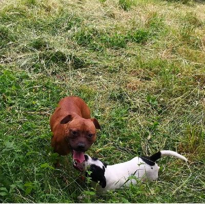 Étalon Staffordshire Bull Terrier - Rhmione just majestic girl Phenomenal Paradise