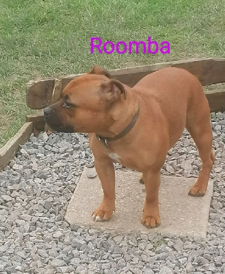 Étalon Staffordshire Bull Terrier - Roomba De Marolles