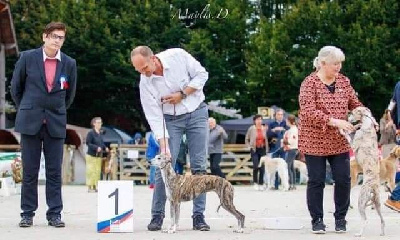 Étalon Whippet - Oniryque magda of Cyly of Course