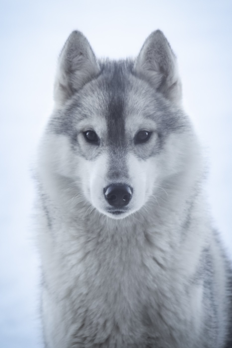 Publication : The Land Of Wolves  