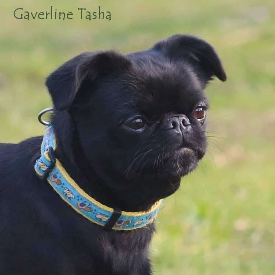 gaverline Tasha