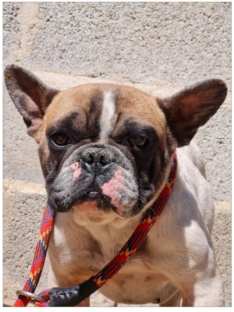 Publication : du mont de la chenaie