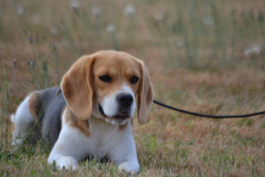 Publication : De La Tribu Des Vagabonds Auteur : JP