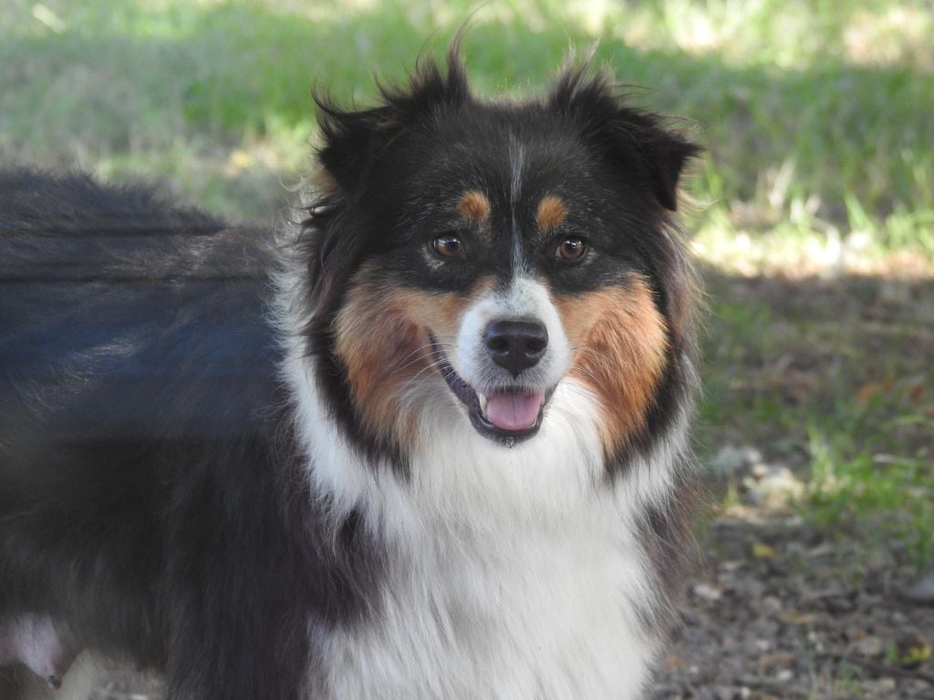 Publication : Du Sapin Vert