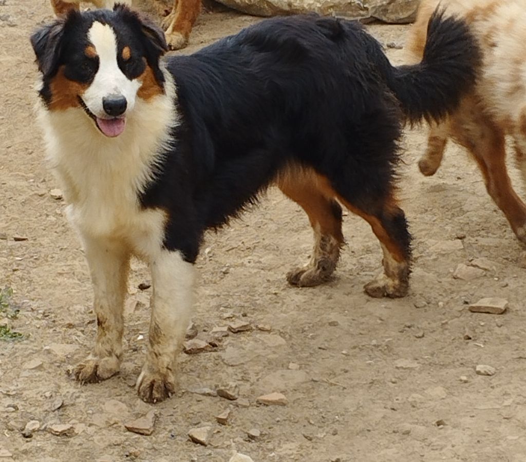 Publication : Arawak'Aussie