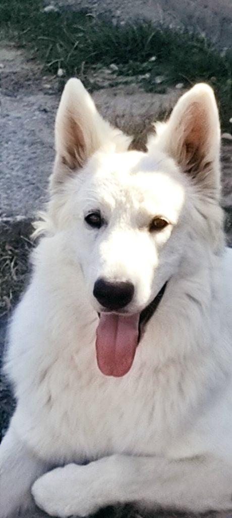 Publication : de la plaine d'alba