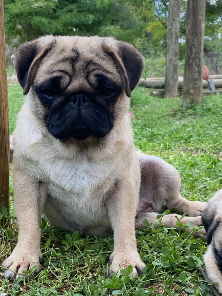 Publication : Du Clos De Compostelle 