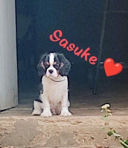 Publication : D'Ez Mortes Terres Auteur : Elevage de la Source du Thin