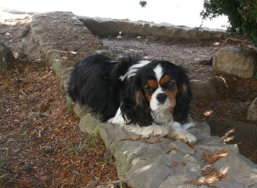 Publication : Des Jardins De Vesco