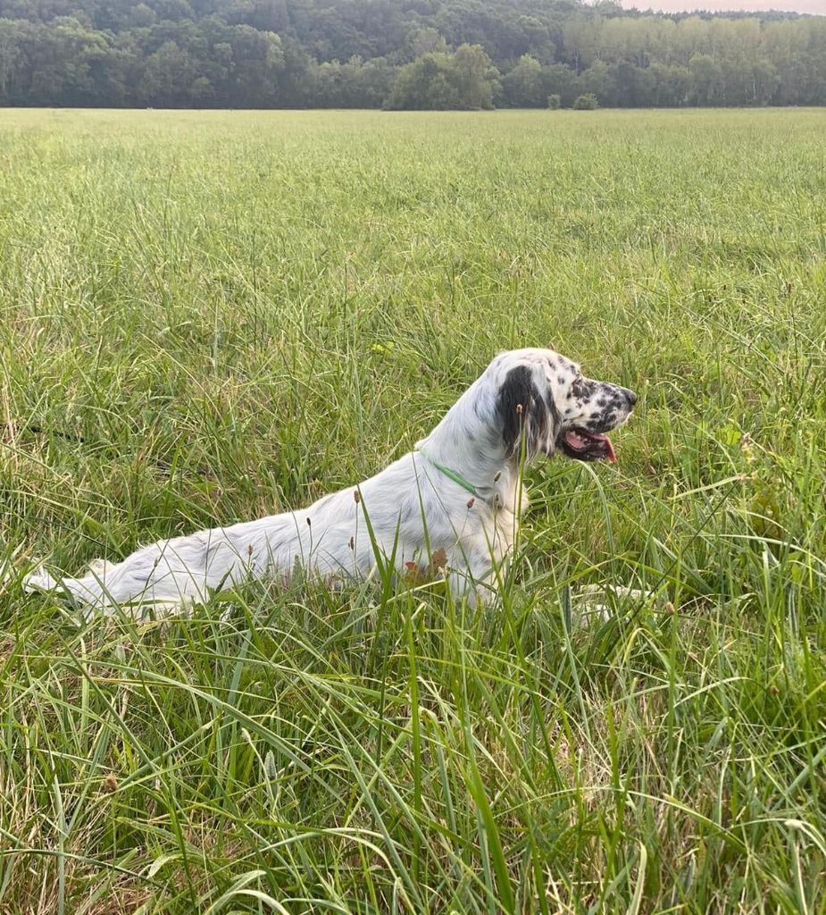 Segi Des Belles De L'Adour