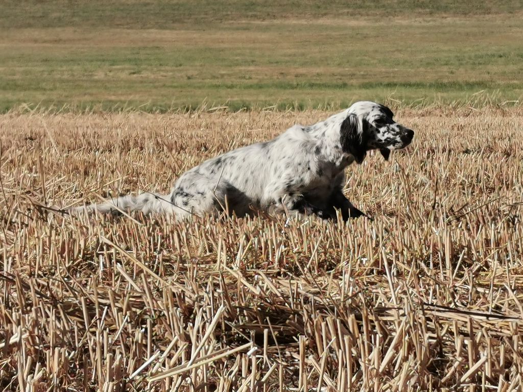 Publication : Du Long Bec D'enchanet 