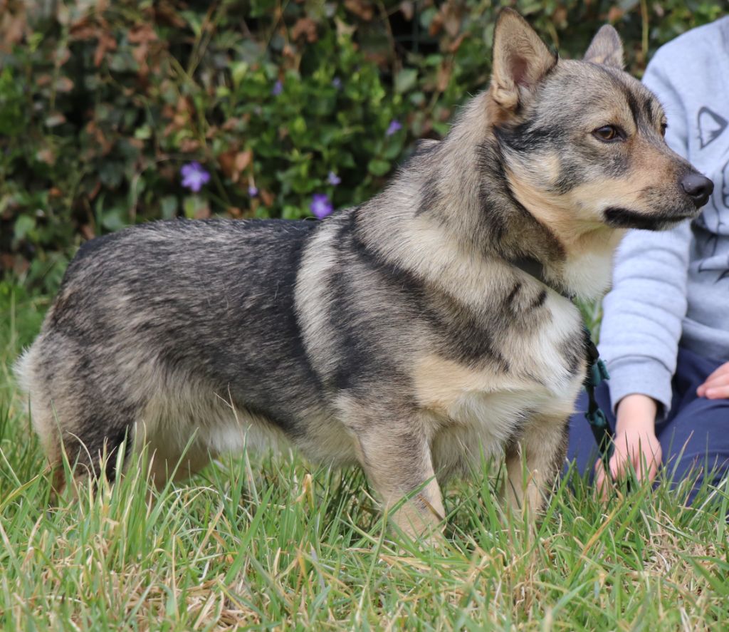 Paddy de l'Ame des Loups