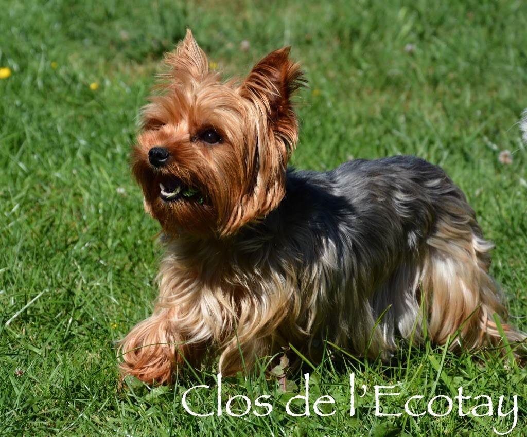 Pollen Du Clos De L'Ecotay