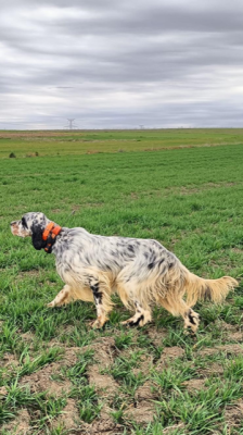 Étalon Setter Anglais - Royal DE LA PIERRE D OPALE De La Pierre D'Opale