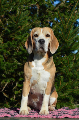 Étalon Beagle - Star is born Des Gardiens D'Alma
