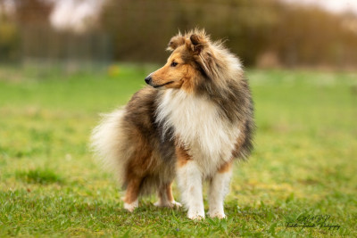 Étalon Shetland Sheepdog - Tee-shirt des loups de l'isengard