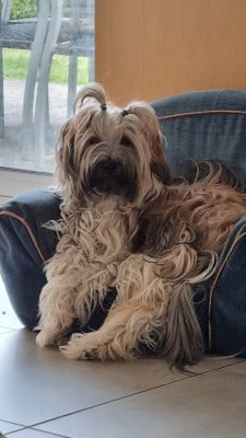 Étalon Terrier Tibetain - Tess Namkha Mon Amour Tibetain