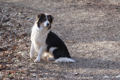 Étalon Border Collie - Blackburn de los baganicos