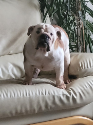 Étalon Bulldog Anglais - bamabador I am queen choice