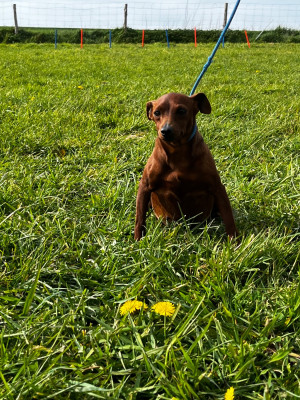 Étalon Pinscher nain - Reglisse du Domaine des Trolls