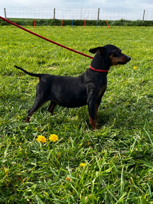 Étalon Pinscher nain - Rye du Domaine des Trolls