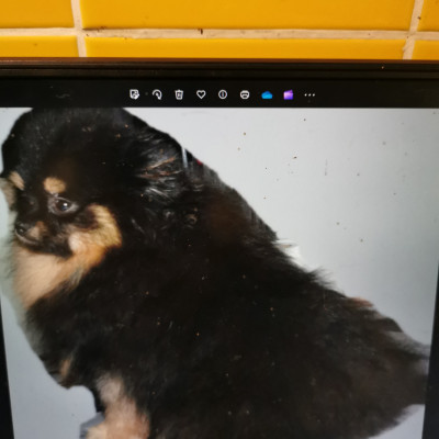 Étalon Spitz allemand - Texas alferana (Sans Affixe)