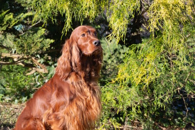 Sawny sue De la cour saint florent