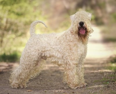 Étalon Irish Soft Coated Wheaten Terrier - CH. Silver star from porto-re