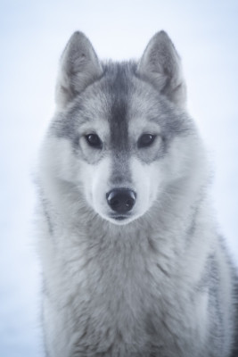 Étalon Siberian Husky - Side by side for victory Of cold winter nights