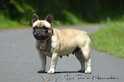 Étalon Bouledogue français - Reyna vanilla Des Trez'or D'hamarkhis