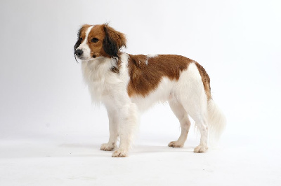 Étalon Petit chien hollandais de chasse au gibier d'eau - Rox De La Nuée Etoilée