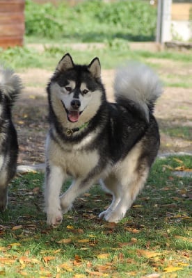 Étalon Alaskan Malamute - All charm'in'me Ans Enearian