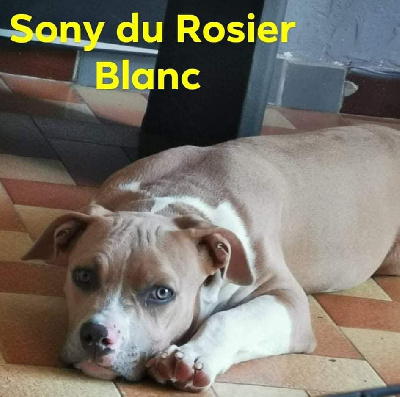 Étalon American Staffordshire Terrier - Sony du Rosier Blanc