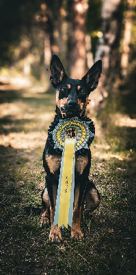 Étalon Australian Kelpie - CH. Ringarooma S'nyx