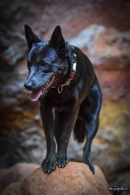 Étalon Australian Kelpie - Philae (Sans Affixe)