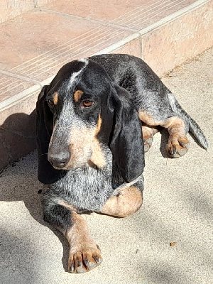 Étalon Basset bleu de Gascogne - Nickie (Sans Affixe)